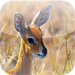 Deer Wallpapers